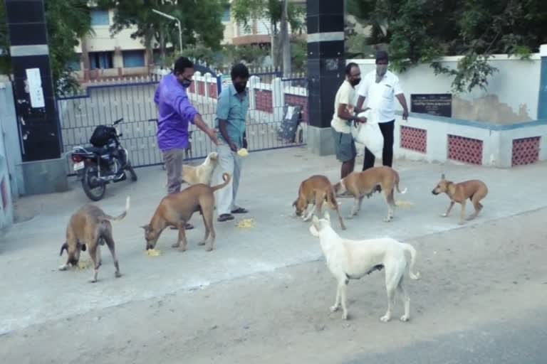 தன்னார்வலர்கள் அளித்த உணவை ஆர்வமுடன் சாப்பிடும் நாய்கள்