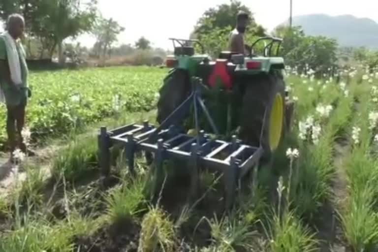 farmers destroy cultivated Tuberose