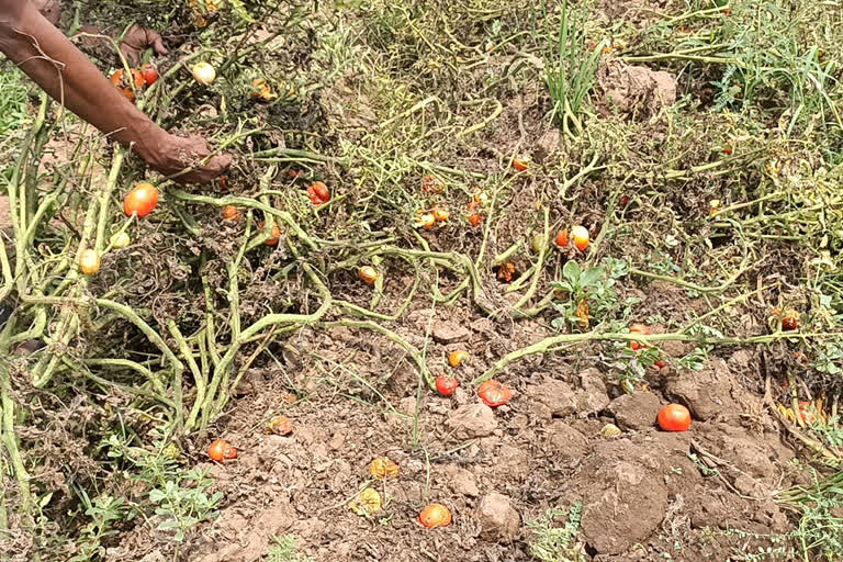 Vegetables are decaying in farms without getting proper prices