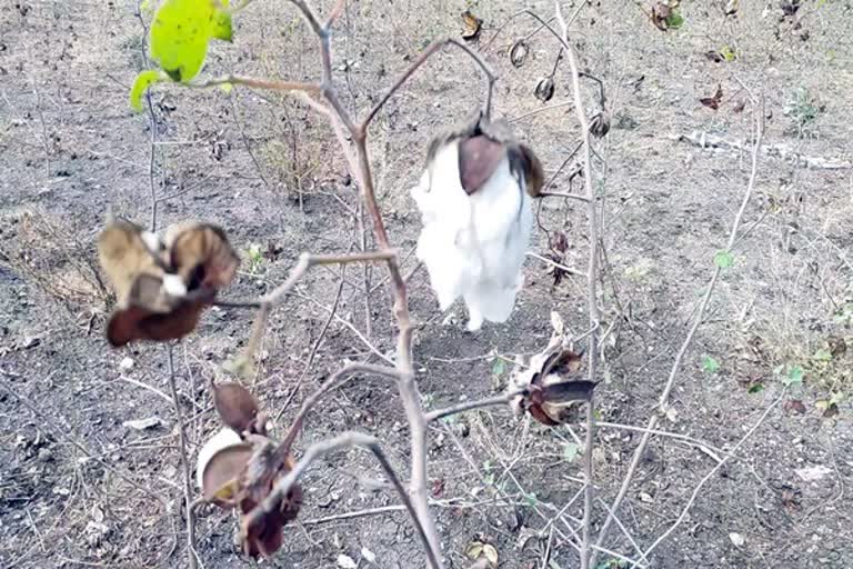 cotton-sales-in-perambalur