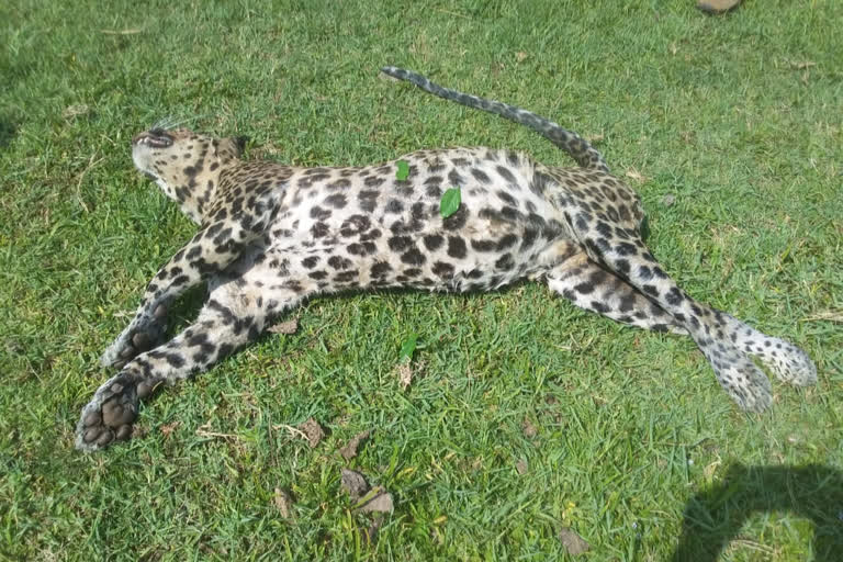 Leopard's dead body found in Kabini River