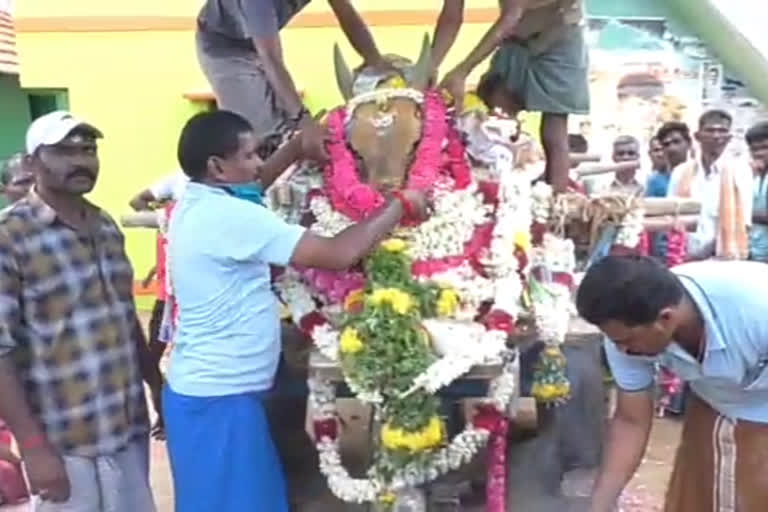 jallikkattu bull