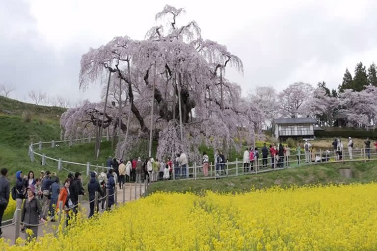 japan's 1000-year-old waterfall cherry tree attracts nature lovers