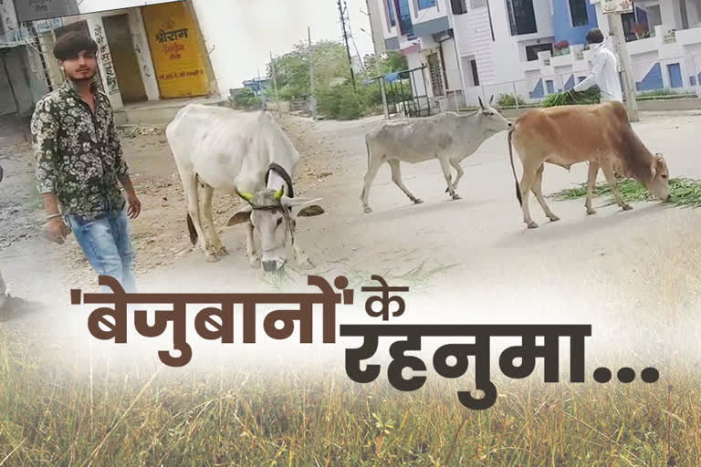 jhalawar news  youth feeding cows and dogs  cows and dogs in jhalawar