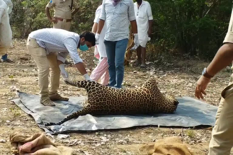 leopard m ysterious death