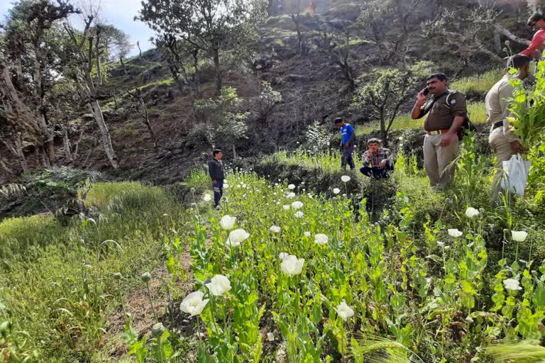 Police action on poppy cultivation in Jogindernagar