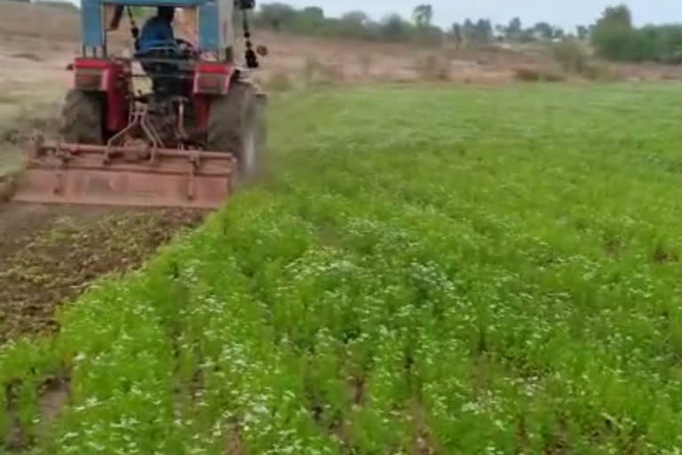 Coriander prices fall in belgavi