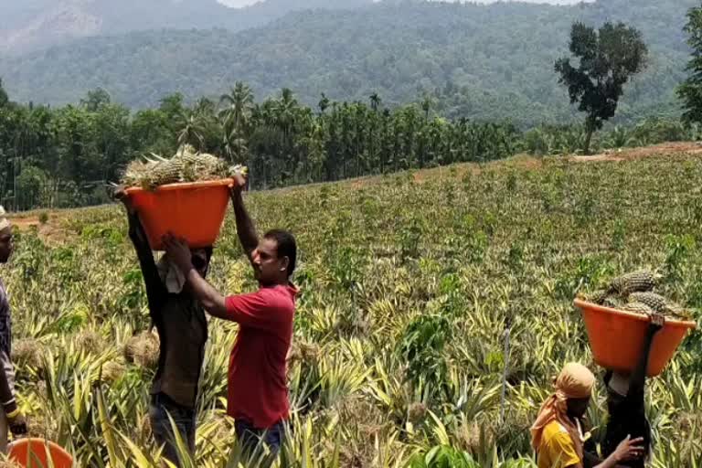 300 ಟನ್ ಅನನಾಸ್​​ ಬೆಳೆದ ಕೃಷಿಕ ಕಂಗಾಲು