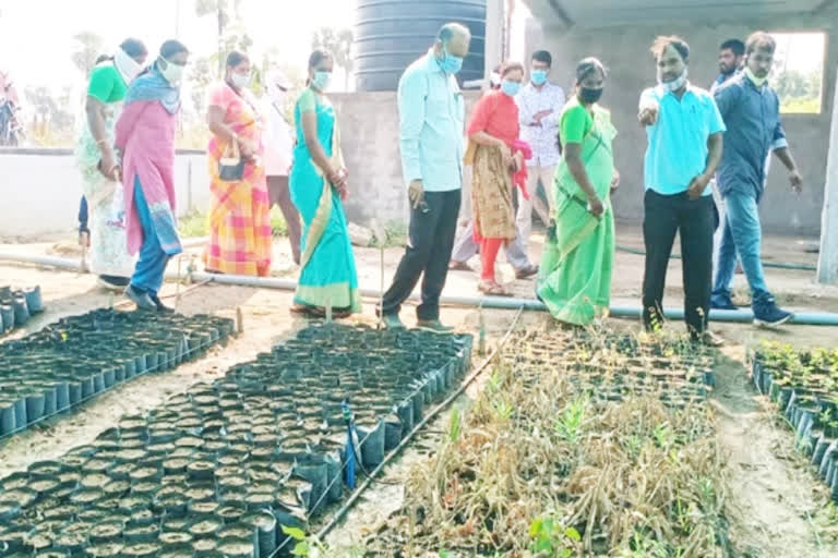 additional collector visited the greenhouse nursery at regonda