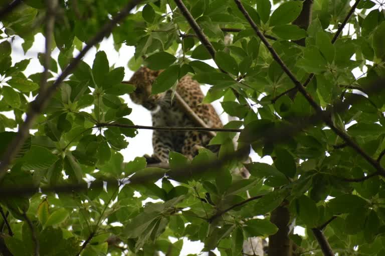 leopard in alipurduar's local area