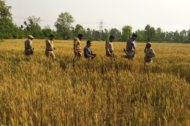 guldar in kashipur