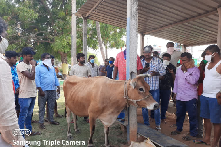 Arrested for attemArrested for attempted cow theftpted cow theft