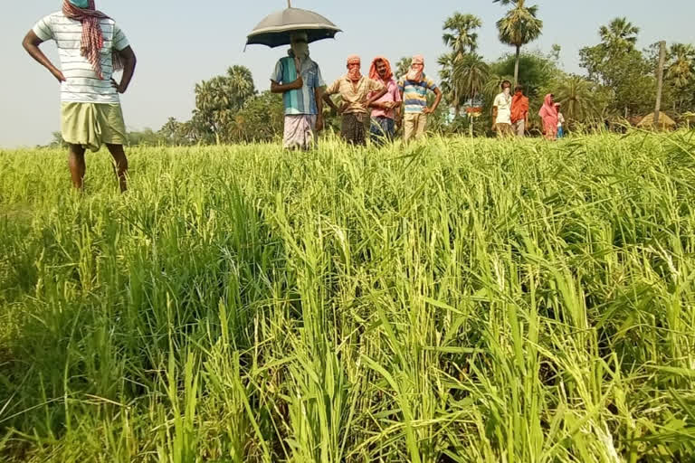 শিলাবৃষ্টির ফলে ক্ষতি