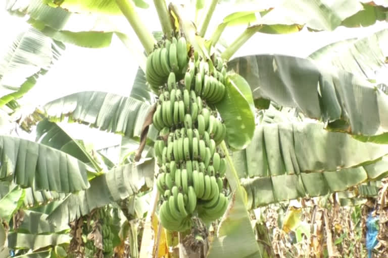 money loss for banana farmers