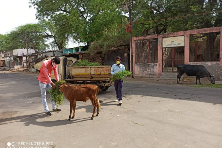 municipal-staff-supplied-fodder-for-cattle-in-mandsaur