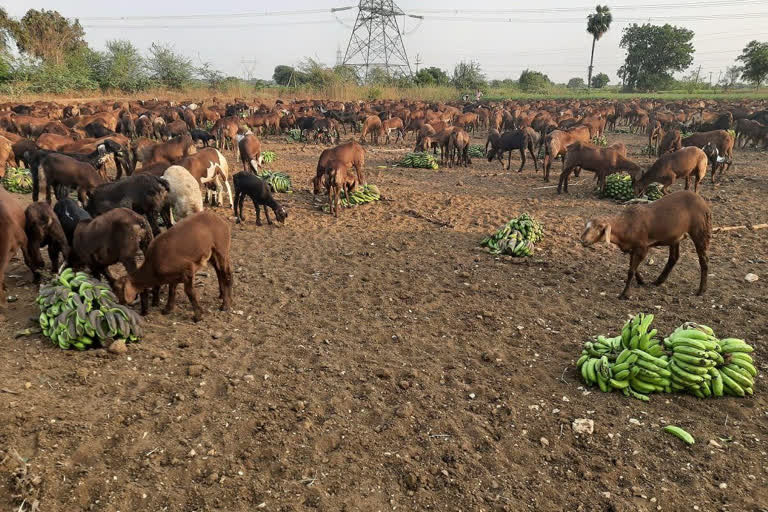 banana-farmers-problems-in-cadapa