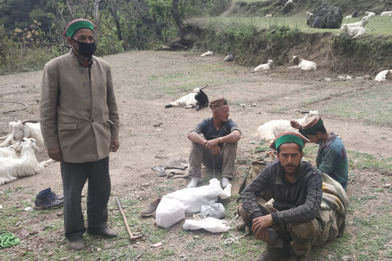 sirmaur police helped sheep farmers