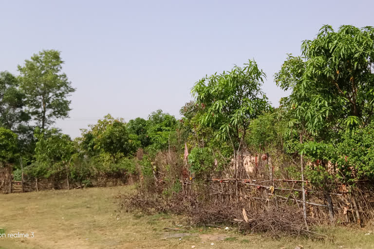 Trees being protected after retirement in giridh