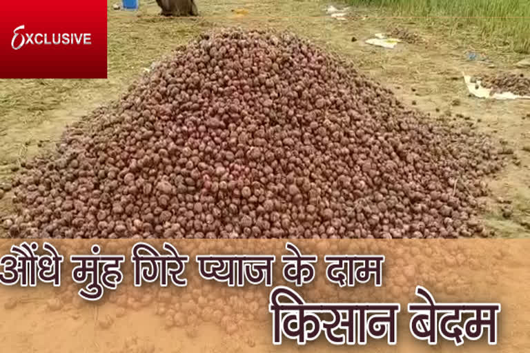 सीकर प्याज की खबर, sikar onion news