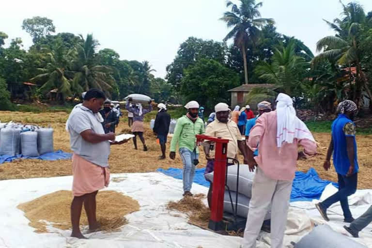 അപ്പര്‍കുട്ടനാട് ചുമട്ടുതൊഴിലാളികള്‍  അപ്പര്‍കുട്ടനാട് നെല്‍കര്‍ഷകര്‍  പത്തനംതിട്ട അപ്പര്‍കുട്ടനാട്  ചുമട്ടുതൊഴിലാളി കൂലി ഏകീകരണം  Upper Kuttanad  wage consolidation among various employees  Upper Kuttanad farmers