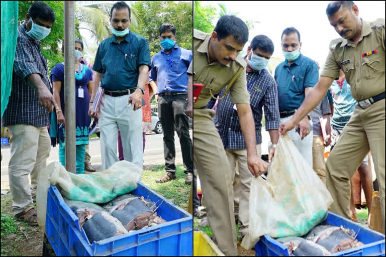 പത്തനംതിട്ട  pathanamthitta  stale fish was seized in pathanamthitta