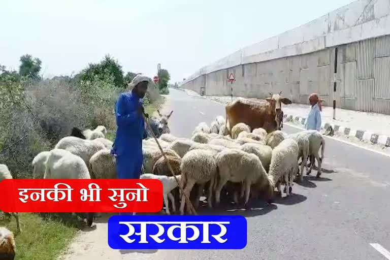 Shepherd problems in lockdown in sirsa