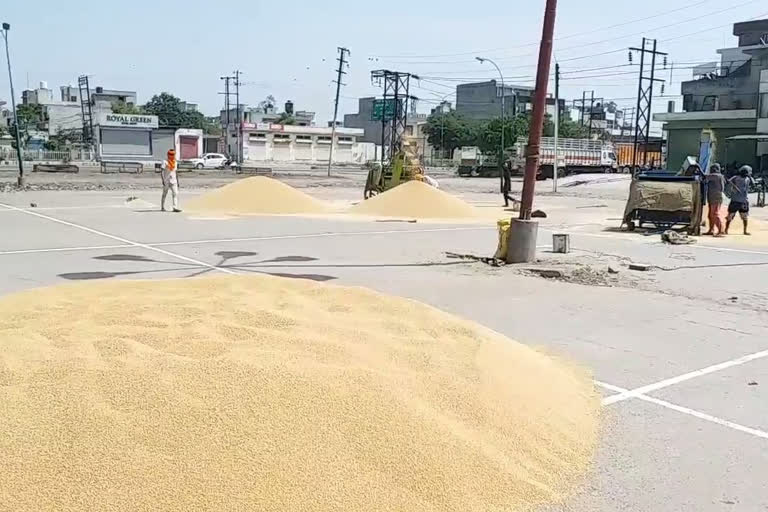 High-velocity wind, rain flatten wheat crop in Punjab, Haryana