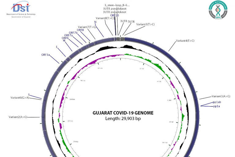 گجرات میں کورونا جینوم پایا گیا