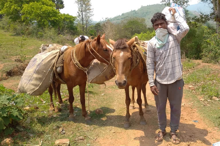 volunteer distribute ration with the help of horses at kinnerlova vizag agency