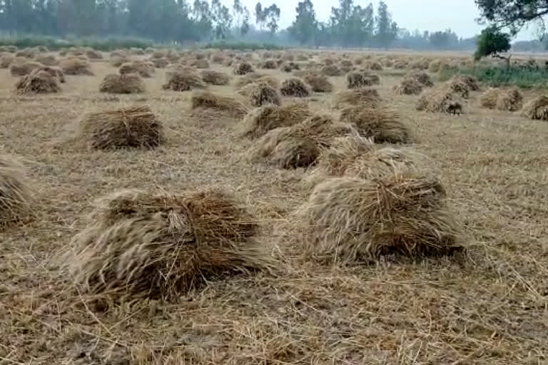 rain will harm the crop