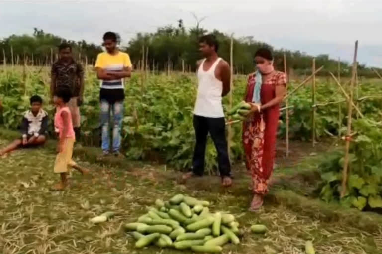 লক ডাউনৰ প্ৰভাৱ : চৰম বিপৰ্যয়ত গোসাঁইগাঁৱৰ খেতিয়ক