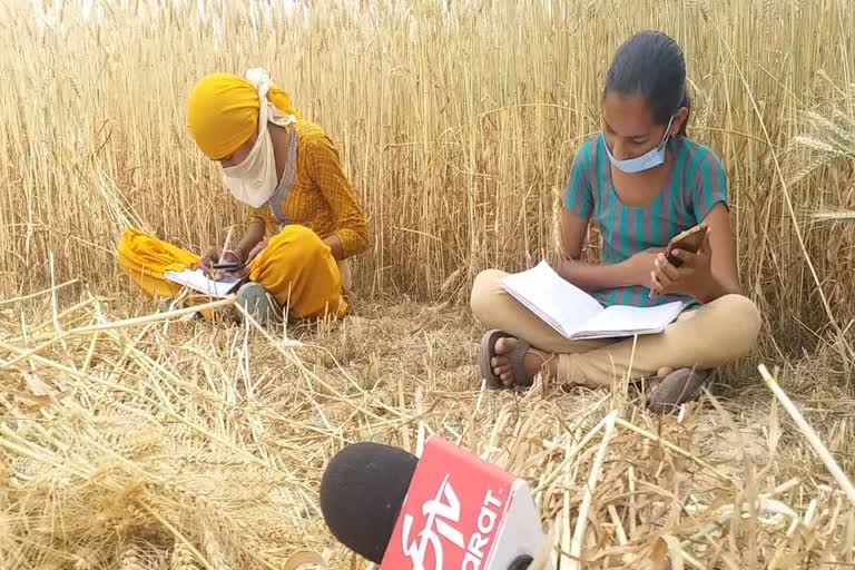 Students beard responsibility for harvesting wheat along with studies