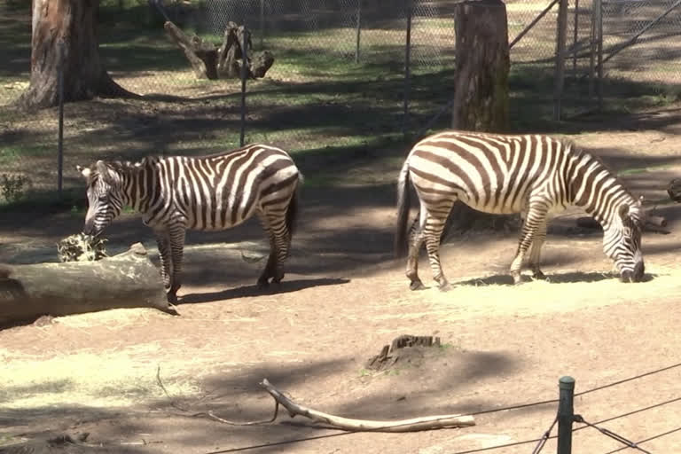 The coronavirus lockdown is creating a financial crisis for zoos, which have closed to visitors, their chief source of revenue.