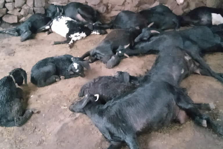 sheep  death in Basavakalyana