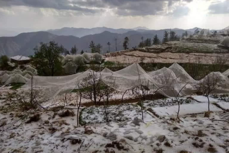 apple  crops damage by hail storm