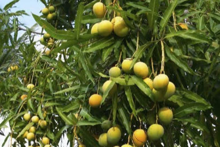 ST buses for Hapus mango transportation