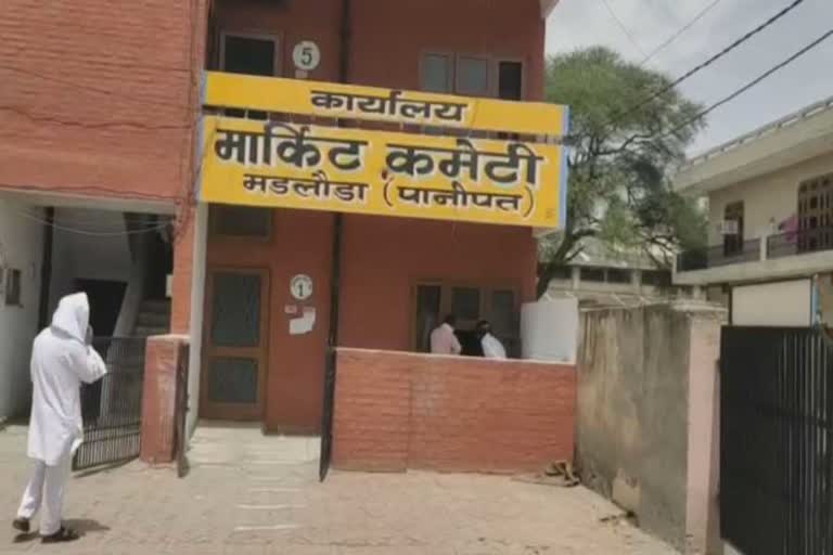 matloda anaj mandi administration prepares to buy wheat in panipat