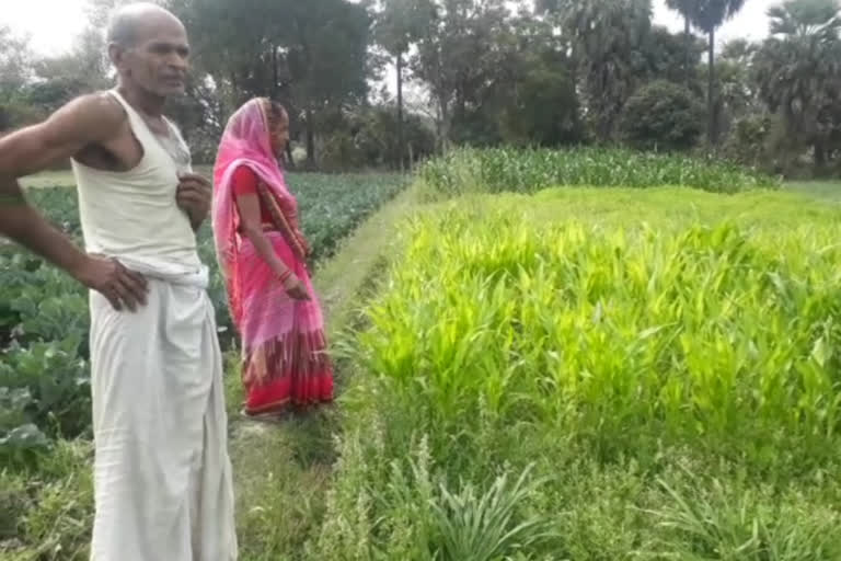 Major loss to farmers due to heavy rains in godda