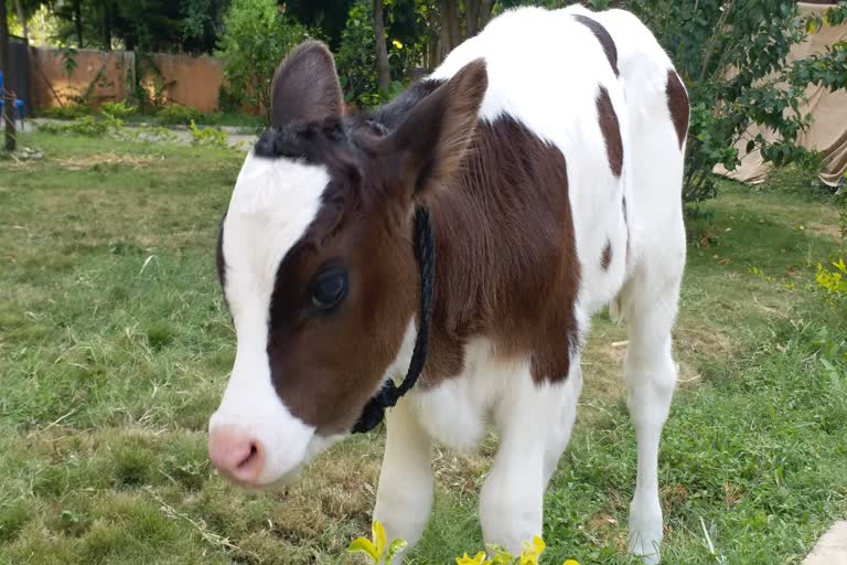 One Calf saved while transporting in lockdown is now  taken care by Bangalore police.