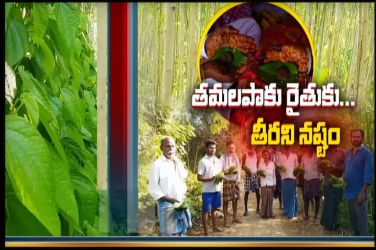 తీవ్రంగా నష్టపోతున్న తమలపాకు రైతులు