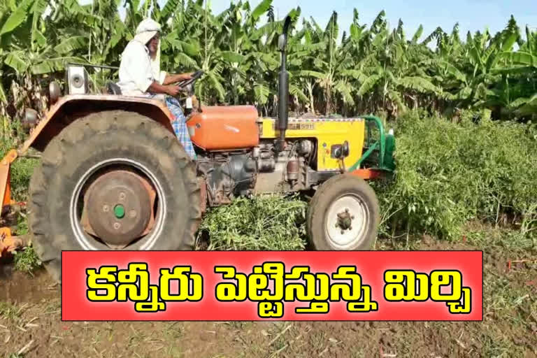 krishna Mirchi farmers facing lock down troubles