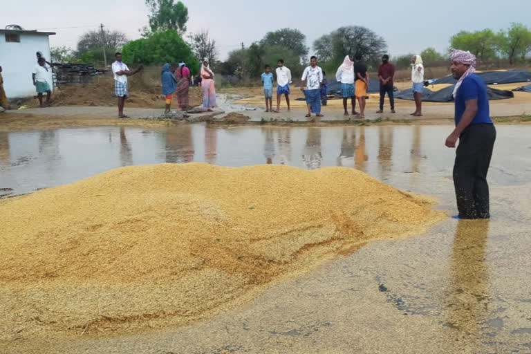 GRAIN STAINED IN IKP CENTERS DUE TO RAIN