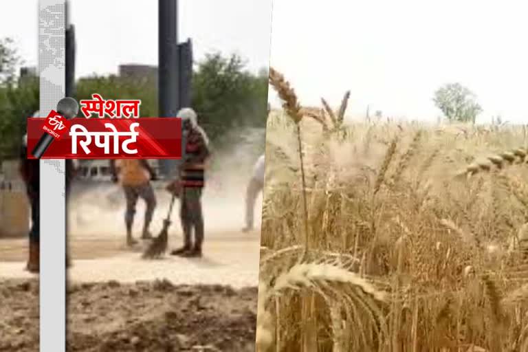 Ambala The government is preparing for the purchase, the wheat of the farmers is standing in the fields
