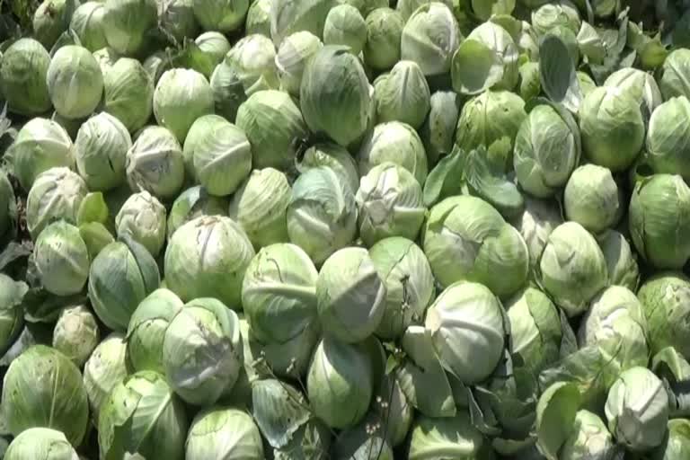 cabbage loss farmers request for relief