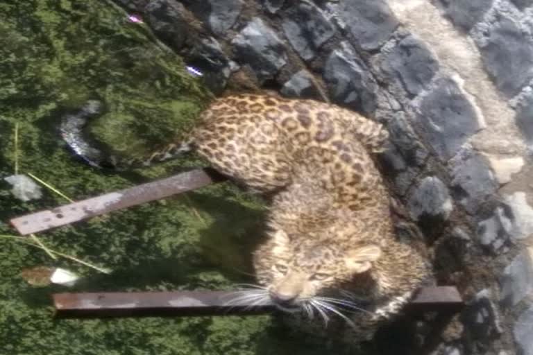 rescue of leopard