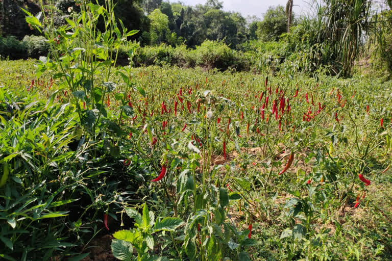 No rate on the market for chili