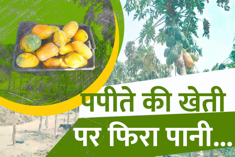 jalore news  jalore kisan  papayas are being destroyed  lack of market and buyers  संकट में किसान  बागवानी की खेती