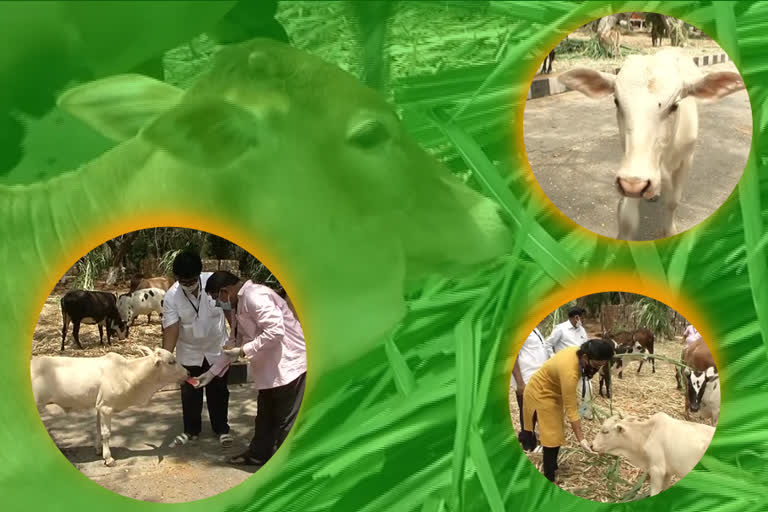 ttd-and-charities-combindely-providing-food-for-thirumala-temple-cows