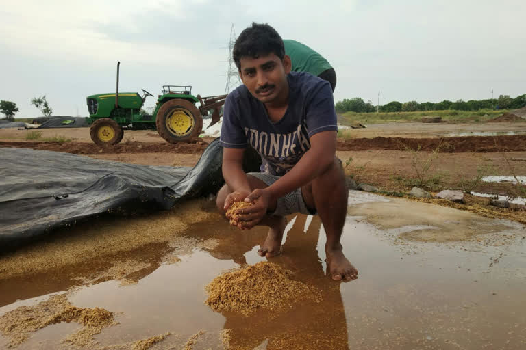 Rain-drenched grain in Karimnagar district