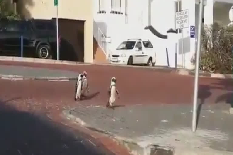 Video of penguins roaming freely on Cape Town street